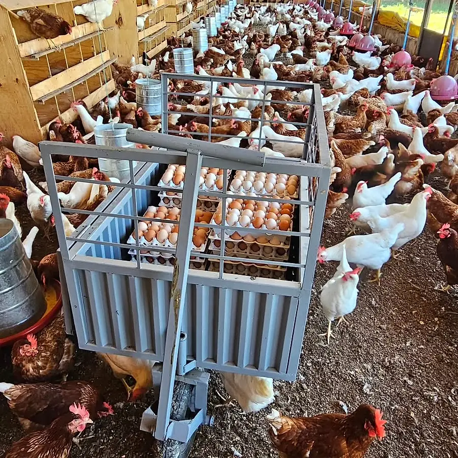 Carrinho de coleta com bandejas de ovos no galpão, entre as galinhas